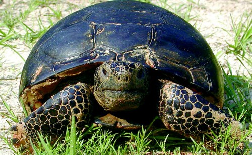 Tortoise